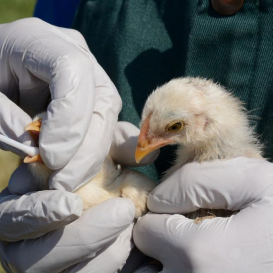Managing the deadly risk of Avian Influenza