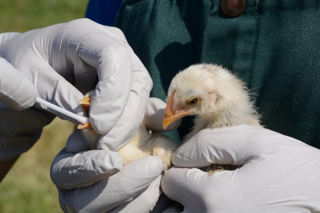 Helping to prevent Bird Flu